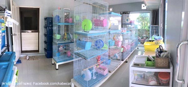 สร้างบ้านแมว สร้างบ้านแมว