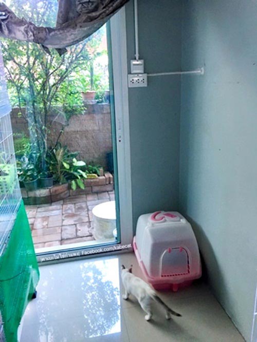 สร้างบ้านแมว สร้างบ้านแมว