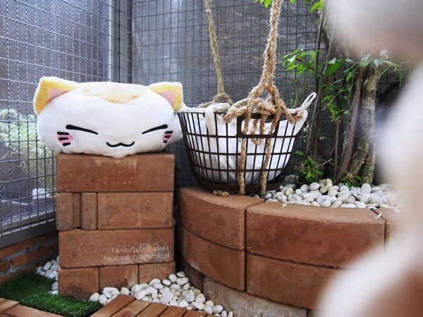 สร้างบ้านแมว สร้างบ้านแมว