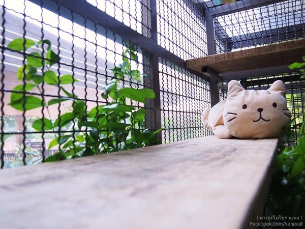 สร้างบ้านแมว สร้างบ้านแมว