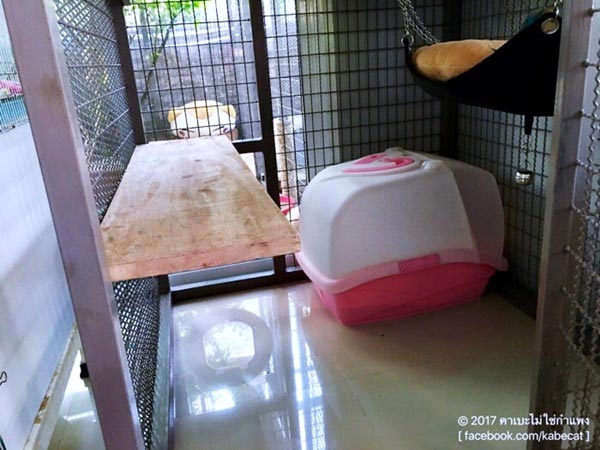 สร้างบ้านแมว สร้างบ้านแมว