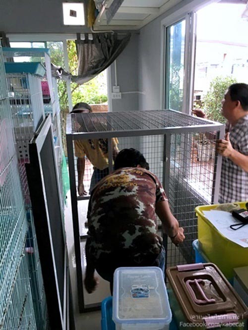 สร้างบ้านแมว สร้างบ้านแมว