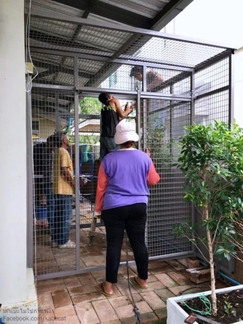 สร้างบ้านแมว สร้างบ้านแมว