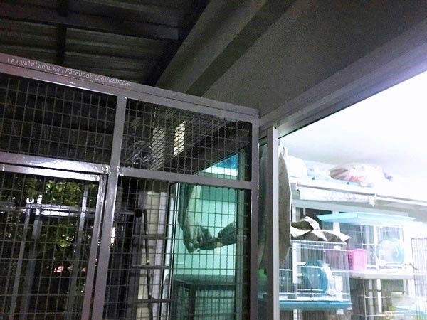 สร้างบ้านแมว สร้างบ้านแมว