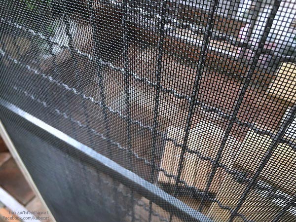 สร้างบ้านแมว สร้างบ้านแมว