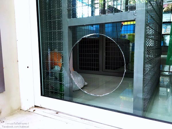 สร้างบ้านแมว สร้างบ้านแมว