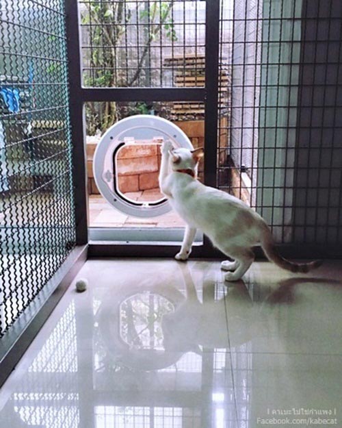 สร้างบ้านแมว สร้างบ้านแมว