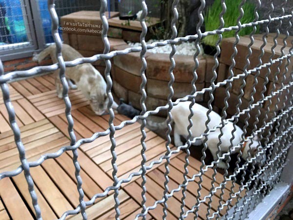สร้างบ้านแมว สร้างบ้านแมว