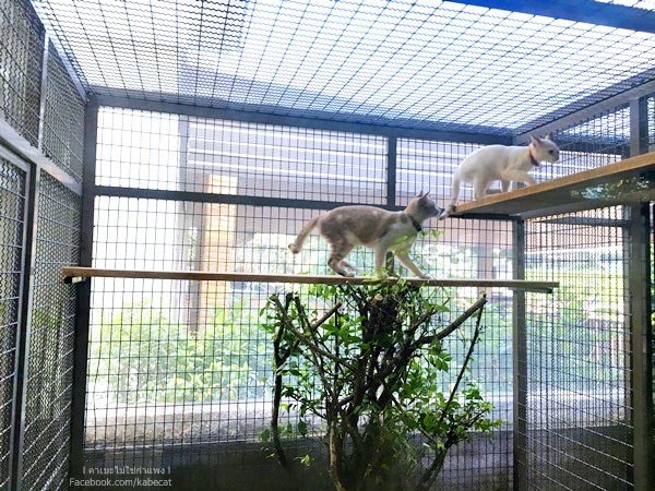 สร้างบ้านแมว สร้างบ้านแมว