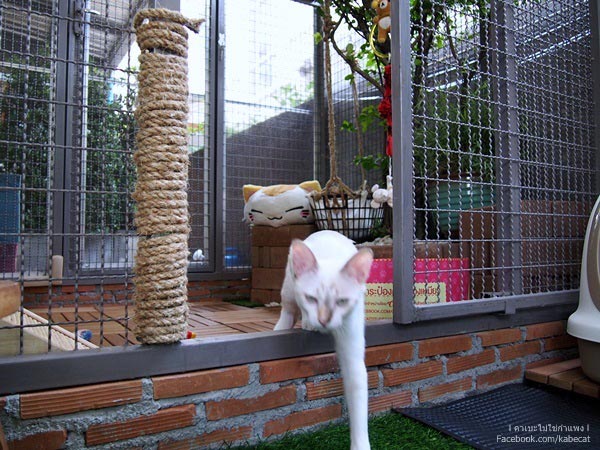 สร้างบ้านแมว สร้างบ้านแมว