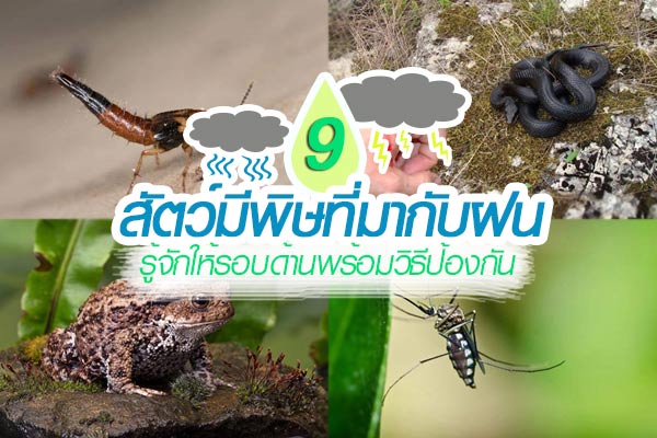 สัตว์มีพิษ สัตว์มีพิษ