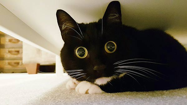 Zelda Zelda