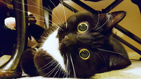 Zelda Zelda