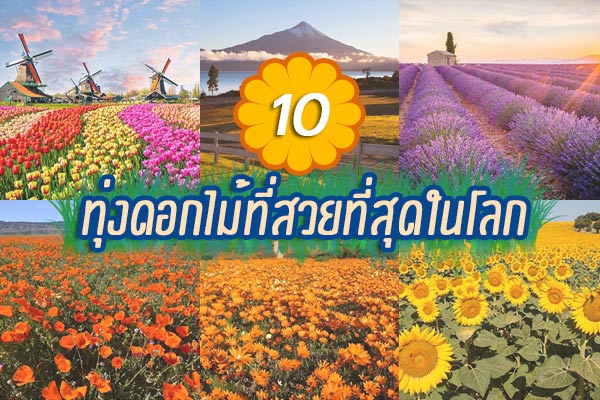 ทุ่งดอกไม้ที่สวยที่สุดในโลก ทุ่งดอกไม้ที่สวยที่สุดในโลก
