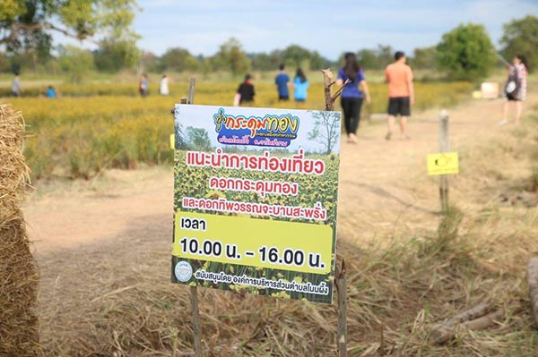 ทุ่งกระดุมทอง ทุ่งกระดุมทอง