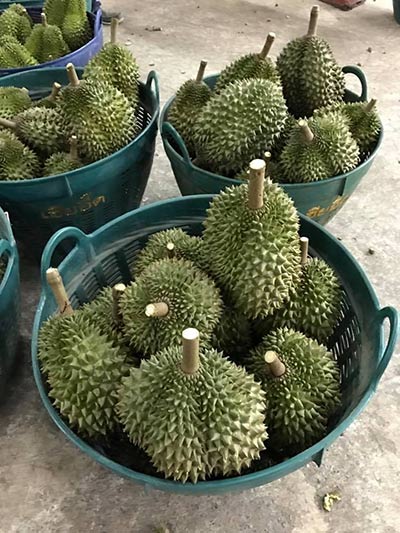 ร้านทุเรียนอร่อย ร้านทุเรียนอร่อย
