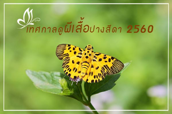 เทศกาลดูผีเสื้อปางสีดา 2560 เทศกาลดูผีเสื้อปางสีดา 2560