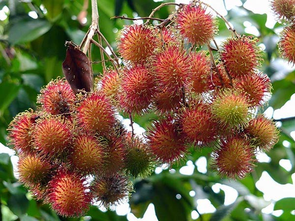 สวนผลไม้ สวนผลไม้