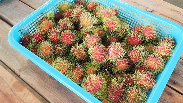 สวนผลไม้ สวนผลไม้