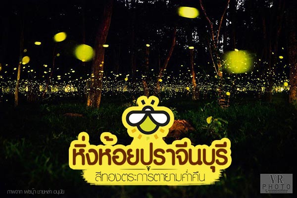หิ่งห้อย ปราจีนบุรี หิ่งห้อย ปราจีนบุรี