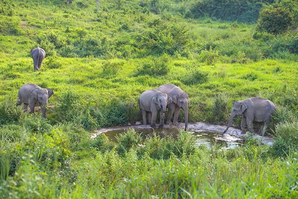 โครงการพระราชดำริ โครงการพระราชดำริ
