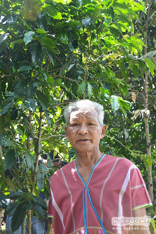 ต้นกาแฟประวัติศาสตร์ของในหลวง ร.9 ต้นกาแฟประวัติศาสตร์ของในหลวง ร.9