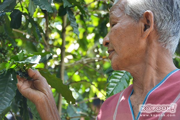 ต้นกาแฟประวัติศาสตร์ของในหลวง ร.9 ต้นกาแฟประวัติศาสตร์ของในหลวง ร.9