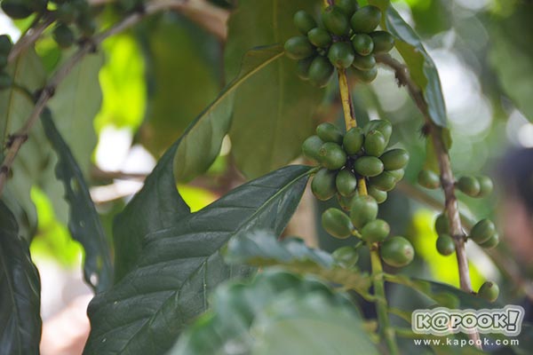 ต้นกาแฟประวัติศาสตร์ของในหลวง ร.9 ต้นกาแฟประวัติศาสตร์ของในหลวง ร.9