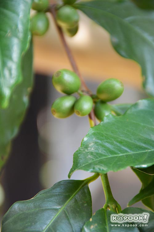 ต้นกาแฟประวัติศาสตร์ของในหลวง ร.9 ต้นกาแฟประวัติศาสตร์ของในหลวง ร.9