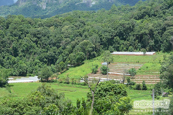 ต้นกาแฟประวัติศาสตร์ของในหลวง ร.9 ต้นกาแฟประวัติศาสตร์ของในหลวง ร.9