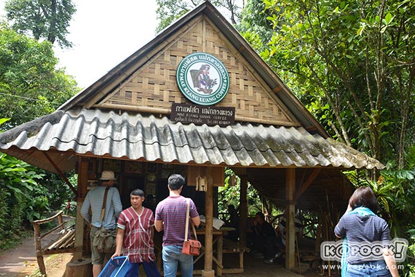 ต้นกาแฟประวัติศาสตร์ของในหลวง ร.9 ต้นกาแฟประวัติศาสตร์ของในหลวง ร.9