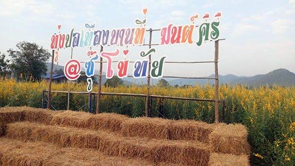 ทุ่งปอเทือง สุโขทัย ทุ่งปอเทือง สุโขทัย