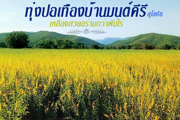 ทุ่งปอเทือง สุโขทัย ทุ่งปอเทือง สุโขทัย