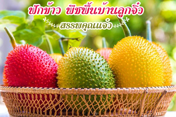 ฟักข้าว ฟักข้าว