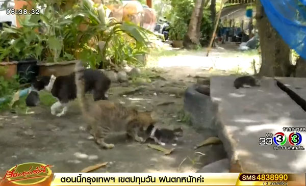แม่หมาเปิดศึกแม่แมว แย่งลูกแมวไปเลี้ยง แม่หมาเปิดศึกแม่แมว แย่งลูกแมวไปเลี้ยง