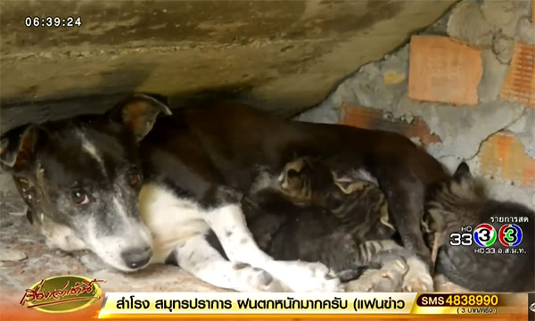 แม่หมาเปิดศึกแม่แมว แย่งลูกแมวไปเลี้ยง แม่หมาเปิดศึกแม่แมว แย่งลูกแมวไปเลี้ยง