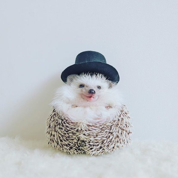 เม่นแคระ เม่นแคระ