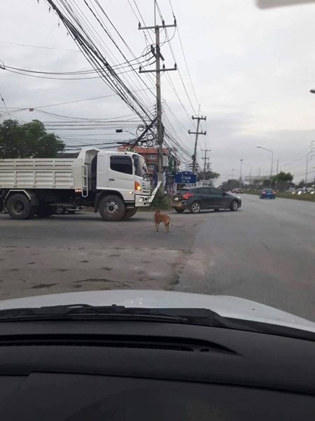 สุนัขถูกทิ้ง สุนัขถูกทิ้ง