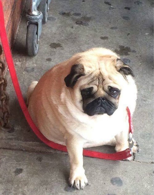 Sad Dogs Outside Shops Sad Dogs Outside Shops