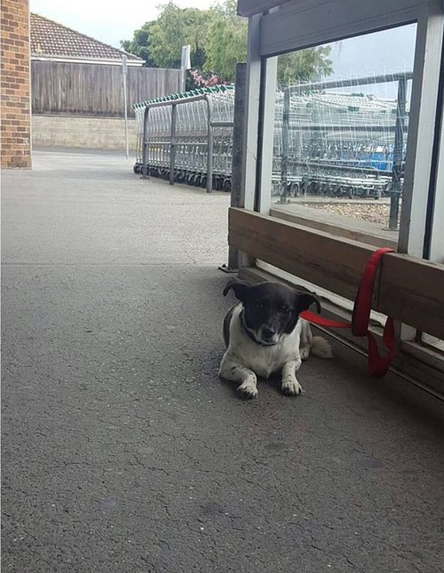 Sad Dogs Outside Shops Sad Dogs Outside Shops