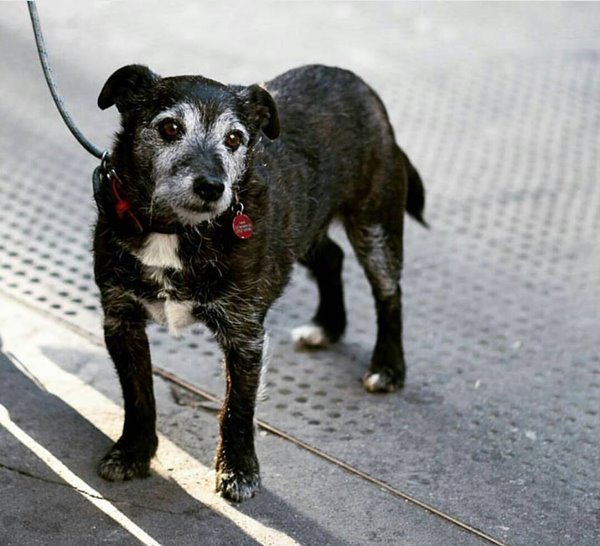 Sad Dogs Outside Shops Sad Dogs Outside Shops