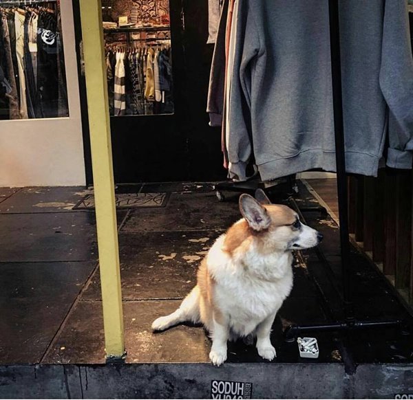 Sad Dogs Outside Shops Sad Dogs Outside Shops