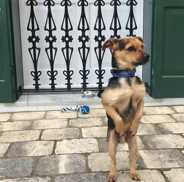 Sad Dogs Outside Shops Sad Dogs Outside Shops