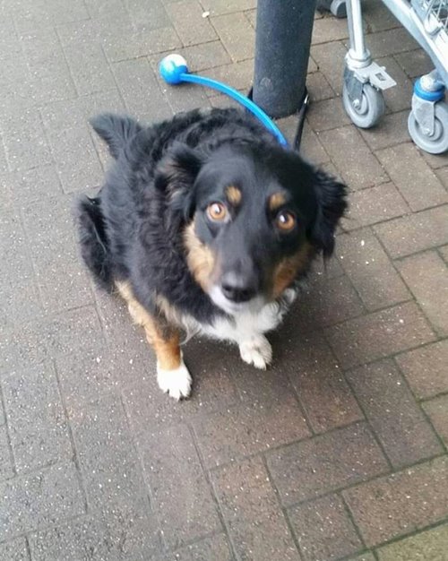 Sad Dogs Outside Shops Sad Dogs Outside Shops