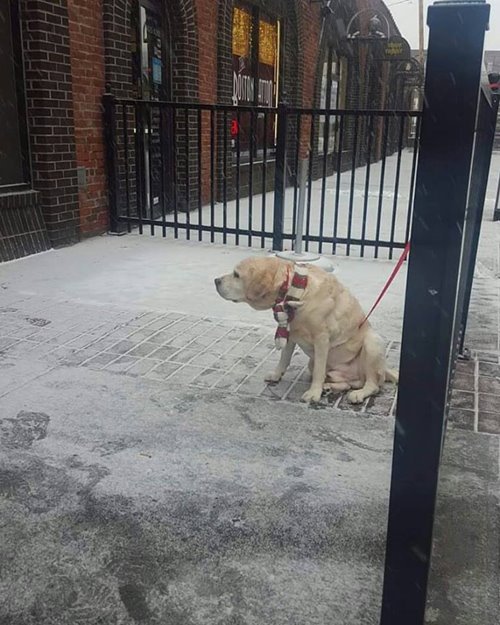 Sad Dogs Outside Shops Sad Dogs Outside Shops