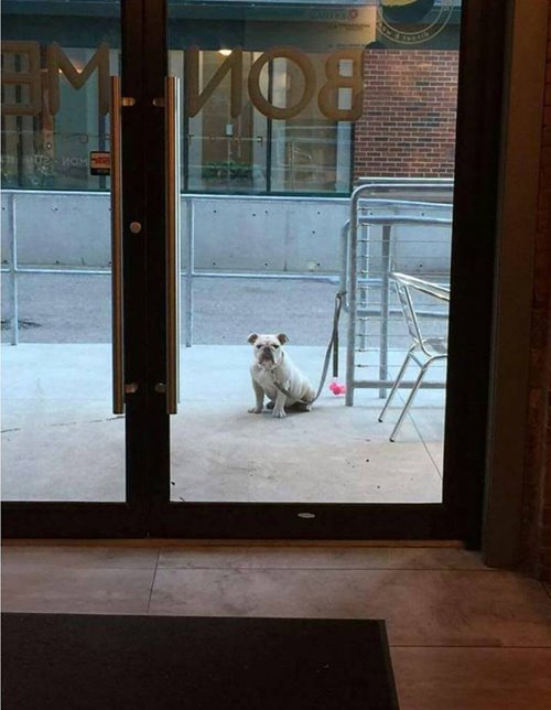 Sad Dogs Outside Shops Sad Dogs Outside Shops