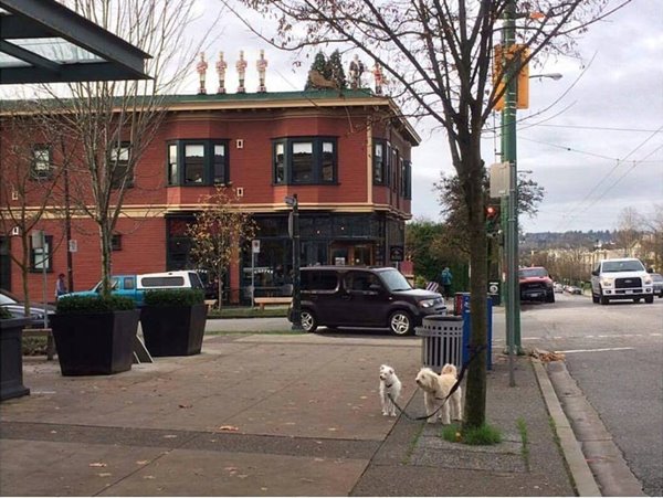 Sad Dogs Outside Shops Sad Dogs Outside Shops