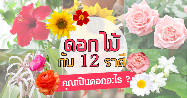 ดอกไม้กับ 12 ราศี ดอกไม้กับ 12 ราศี
