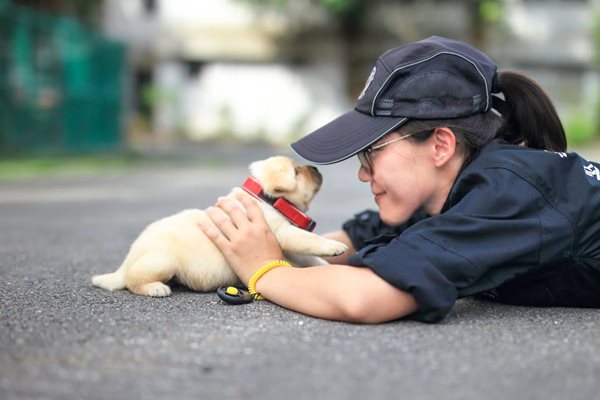 สุนัขตำรวจ สุนัขตำรวจ