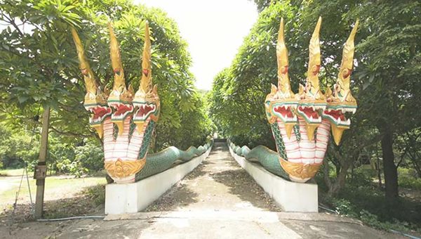 ต้นศรนารายณ์ วัดถ้ำเขาทะลุ ต้นศรนารายณ์ วัดถ้ำเขาทะลุ
